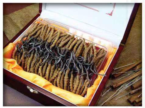 高县冬虫夏草回收